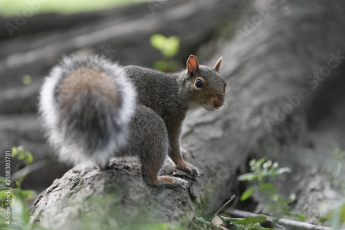 Gray squirrel on log in Central Park