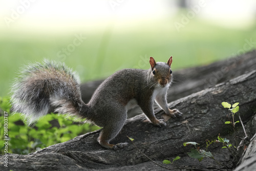 Gray squirrel on log in Central Park