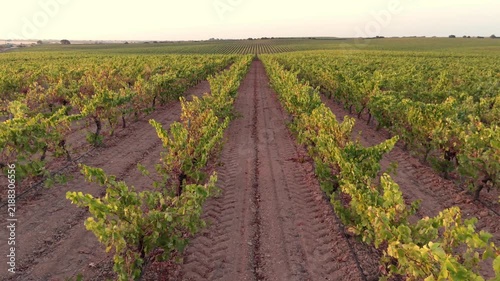 Elevated drone flyover, vineyard rows perspective, sunset.