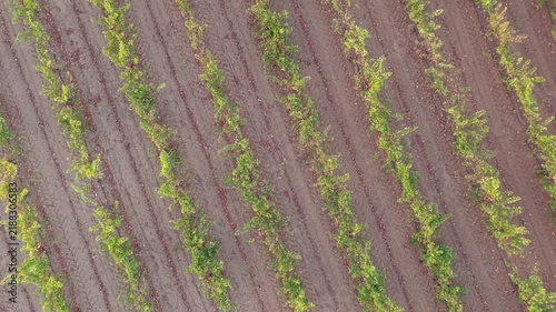 Ascending drone shot with right yaw rotation revealing diagonal vineyard rows at sunset.