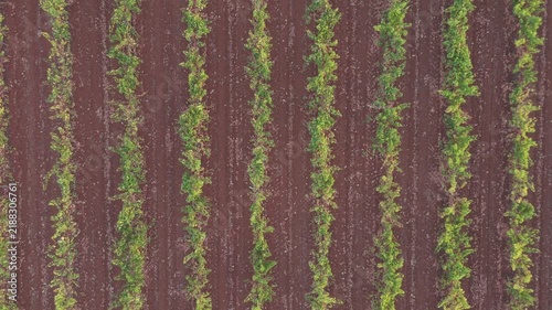 Agrarian symmetry: top-down drone flyover along longitudinal vineyard rows at sunset.
