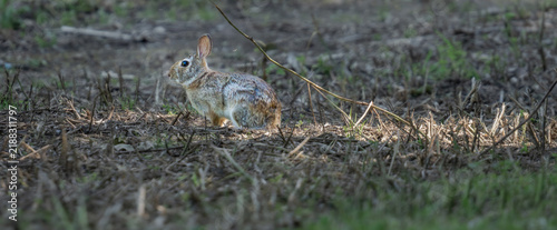 Foto Eastern cottontail rabbit (Sylvilagus floridanus) alert in a natural field habit