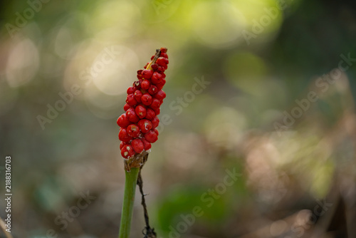 Cuckoo pint plant with red berries growing in forest