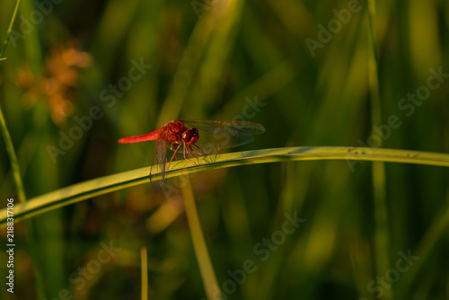 Red dragonfly resting on a grass stem at sunset