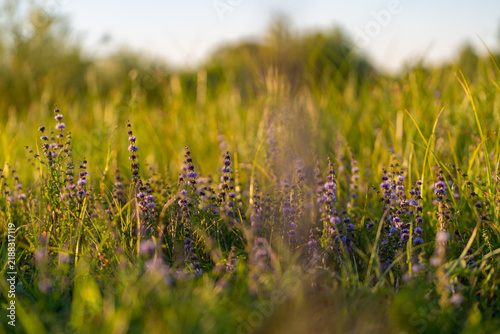 Wild mint medicinal plants blooming in golden sunset light
