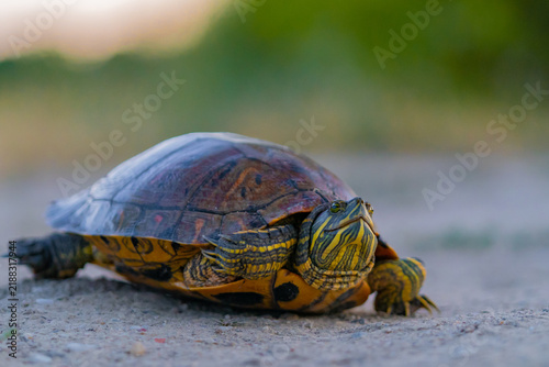 Pond slider turtle walking on ground outdoors
