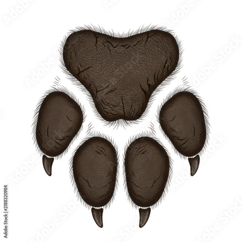 Detailed illustration of a large animal paw print with claws isolated on transparent background