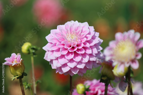 lush pink dahlia buds in the sunlight against the dark green, blurred background of an autumn garden. A beautiful flowers background with space for text. Close-up of a dahlia flower. season. Dahlias. 
