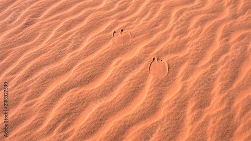 Cinematic panning shot of camel footprints imprinted on rippled red desert sand dunes