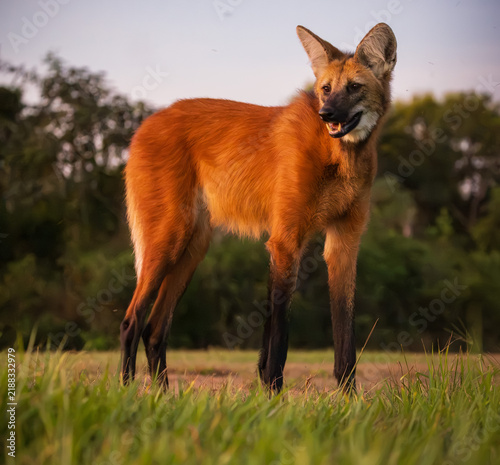 maned wolf in Pantanal, Brasil