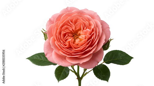 Soft Pink Rose Bloom with Green Leaves