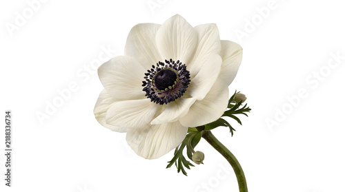 White Anemone Flower Close Up on Stem
