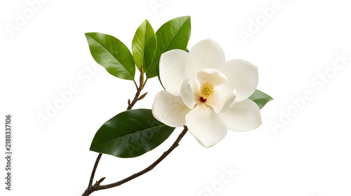 Delicate White Magnolia Flower on Branch with Green Leaves
