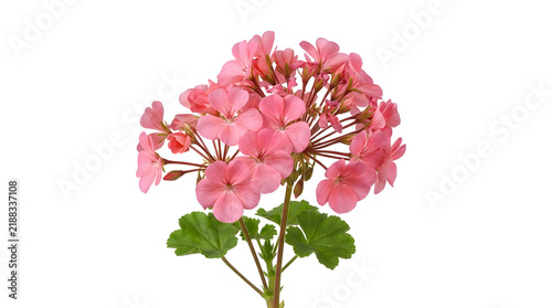 Pink Geranium Blooming Plant in Studio