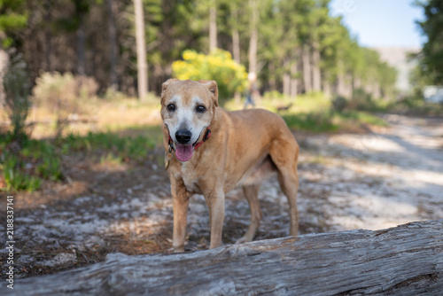 blonde africanis dog outdoors 