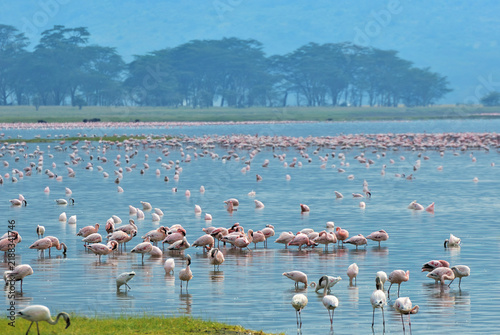 Flamingos, Lake Nakuru, Kenya, Africa