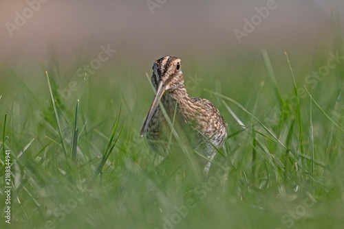 Fotografie A close-up view of a Common Snipe (Gallinago gallinago) resting and camouflaging among the green grass on the shore of the wetland in the Tigris Valley, Diyarbakir, Turkey
