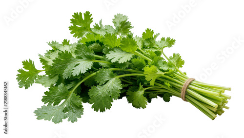Konstfotografi Fresh green cilantro herb bunch tied with twine, isolated on transparent backgro