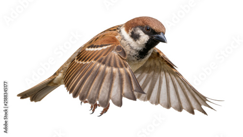 Konstfotografi Brown and white sparrow bird with open wings flying, isolated on transparent bac
