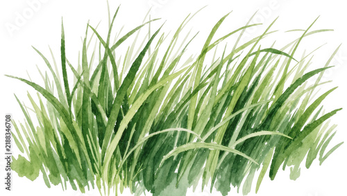 Bild auf Leinwand Green watercolor grass blades swaying gently, isolated on transparent background