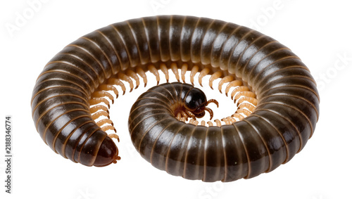 Cuadro en lienzo Dark brown millipede curled into a spiral, isolated on transparent background