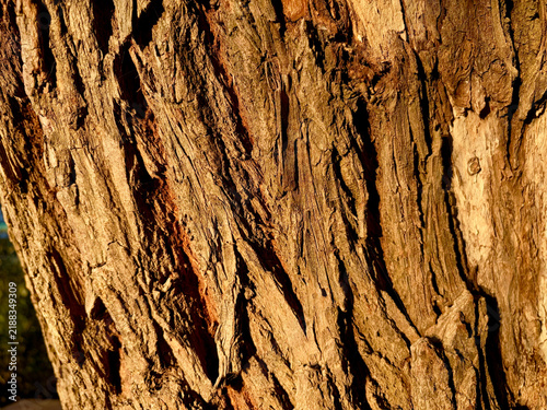 Texture of old tree bark in the evening sun