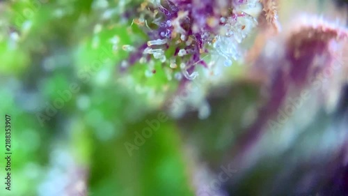 Amazing Cannabis plant trichomes producing resin at macro view. 