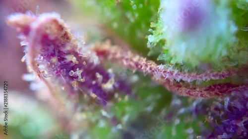 Perfect Cannabis plant trichomes producing resin at macro view. 