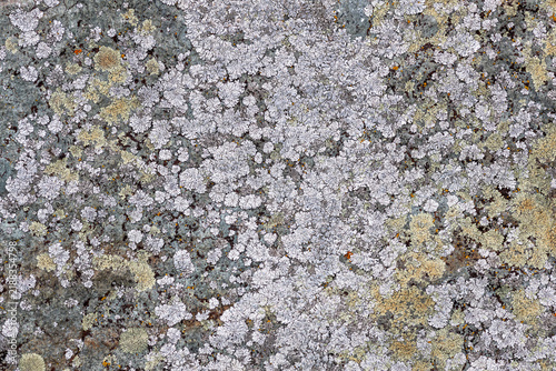 Weathered Stone Background Covered in Lichen Growth