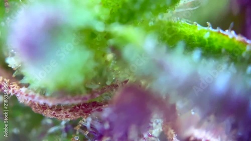 Stunning Cannabis plant trichomes producing resin at macro view. 