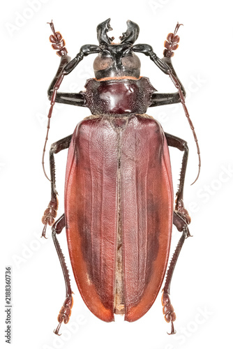 Foto Titan beetle (Titanus giganteus) isolated on transparent background