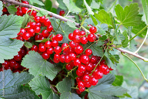 Red Currants Growing on Bush, macro