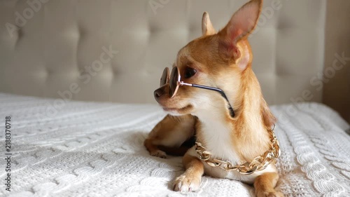 Funny cute dog. Chihuahua wearing sunglasses. A small puppy — perfect upbeat stock footage for video, ads, social and for advertising