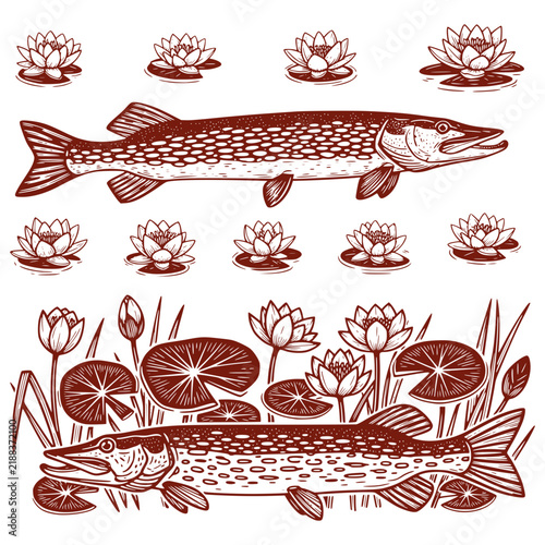pike and water lilies engraving