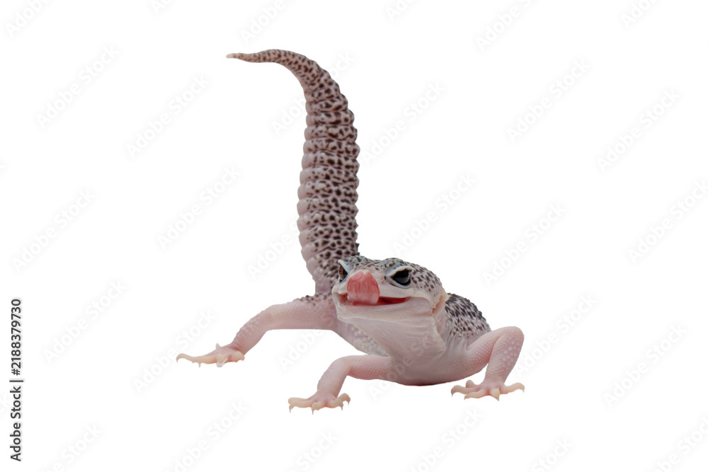 Obraz premium Eublepharis macularius pied closeup on isolated background, Leopard gecko 