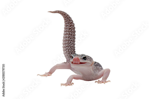 Eublepharis macularius pied closeup on isolated background, Leopard gecko 