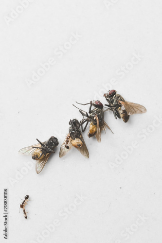 Obraz na płótnie Dead fly and ant on white background 