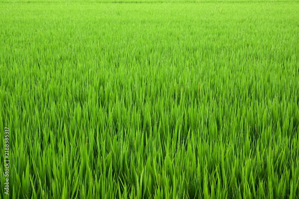 Fototapeta premium Green rice fields in the countryside