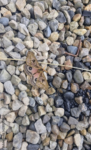 Foto Mariposa sobre piedras
