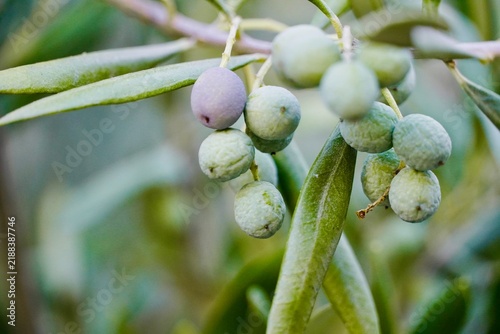 Canvas Print Olives ripening on tree branch, close-up macro shot, Mediterranean olive grove