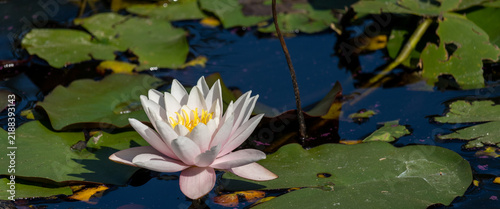 Cuadro en lienzo Panoramic view of a blooming water lily on a green pond