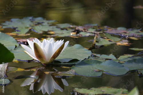 Fotografía White water lily with reflection on a calm pond