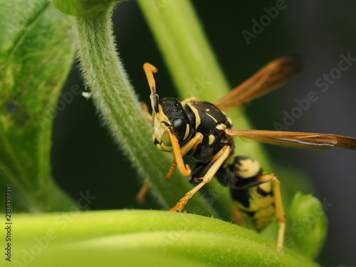 Konstfotografi Avispa papelera (Polistes) posada sobre un tallo verde en su hábitat natural