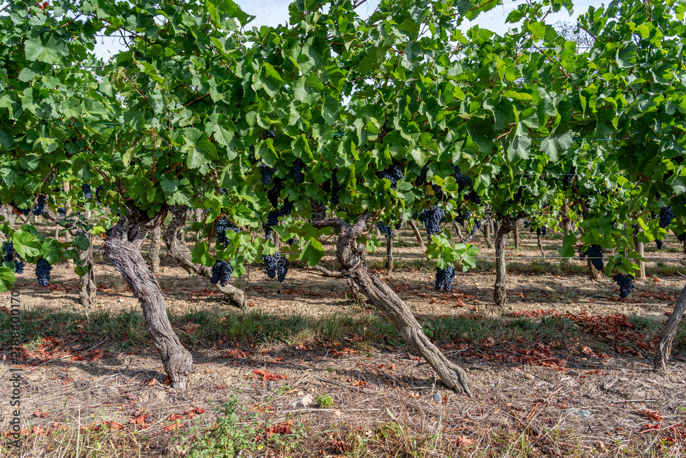 Obraz premium Bernardswiller, France - 08 23 2026: Alsatian Vineyard. View details of vines and bunches of grapes along the wine route during the heatwave