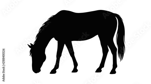 Black horse silhouette stands grazing on a white background