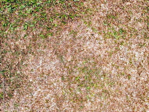 Canvastavla Overhead view of drought-stressed lawn showing patchy dead brown dry grass blades mixed with sparse surviving green shoots across bare ground surface