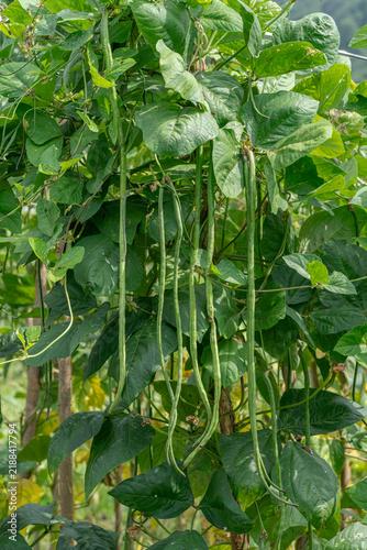 Long slender yardlong beans hanging from lush green climbing vines on an agricultural farm trellis