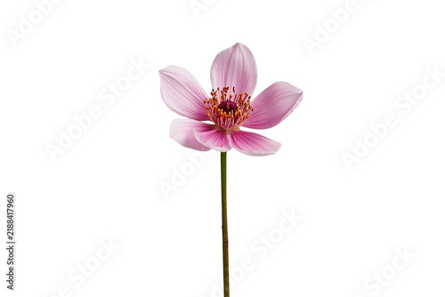 Single pale pink orchid flower on stem