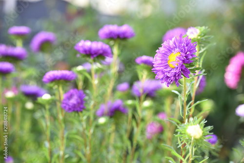Aster alpinus, large purple flowers. a blooming flowerbed. Close-up of aster violet flowers. summer flowering season, autumn meadow flowers. Beauty in nature. Selective focus. Background Stock Photo.
