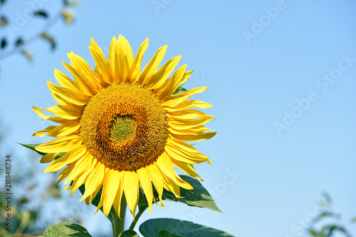 Obraz na plátně sunflower